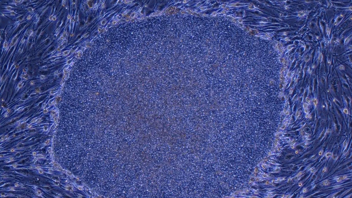 Doorbraak in regeneratieve geneeskunde: Japan geeft eerste iPS-producten groen licht