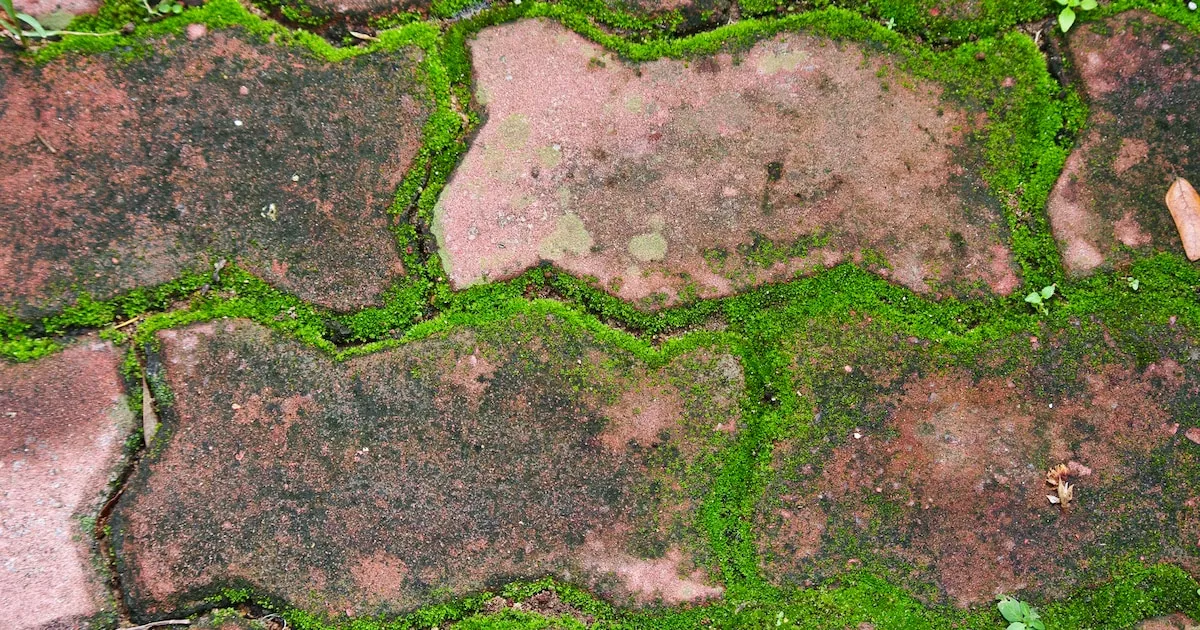 Simpele huismiddeltjes om mos in de tuin aan te pakken