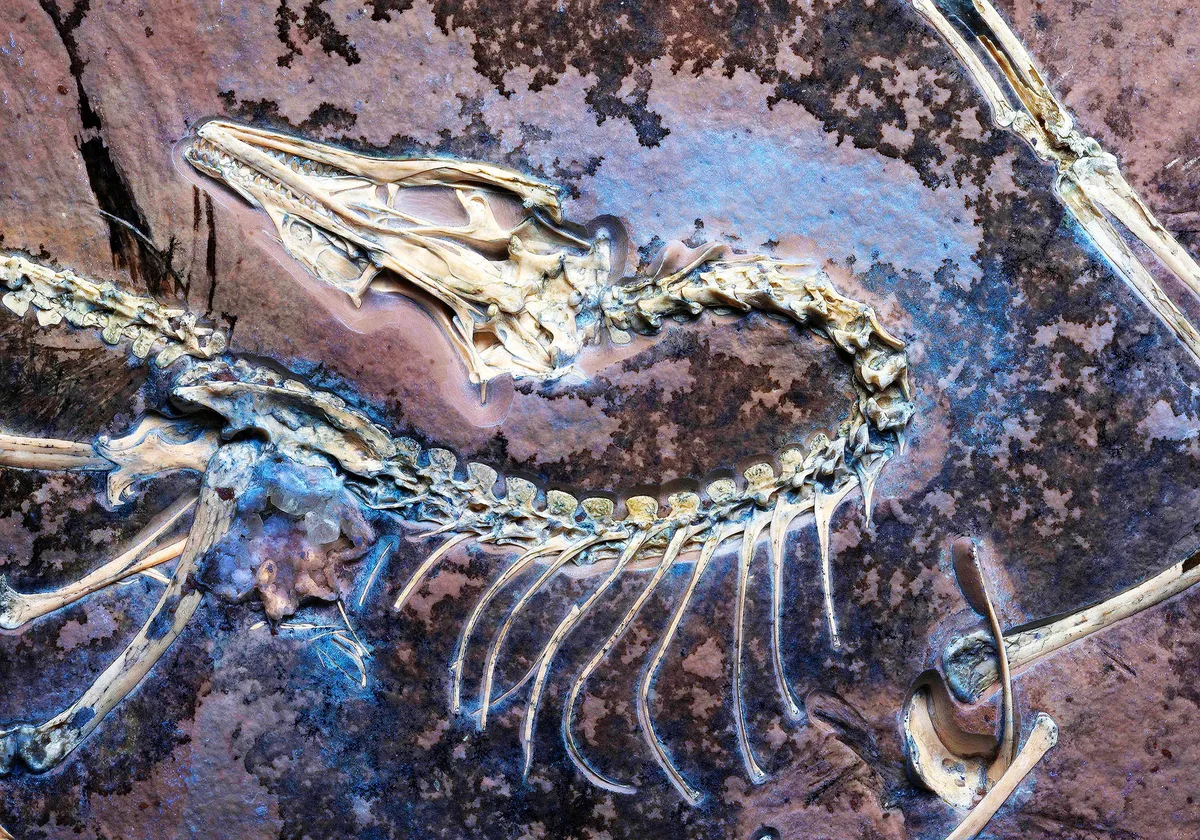 Archeologische doorbraak: de Chicago Archaeopteryx blijft verrassen na meer dan 160 jaar