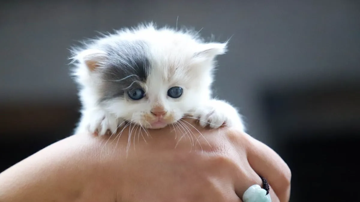 Stop met 'poes-poes': Franse onderzoekers leggen uit hoe je met katten kunt communiceren