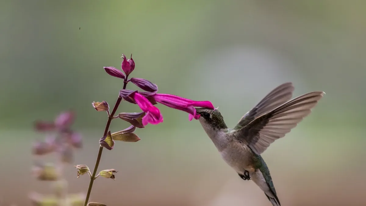 Waarom kolibries vaak tuinen bezoeken: wat hun komst betekent