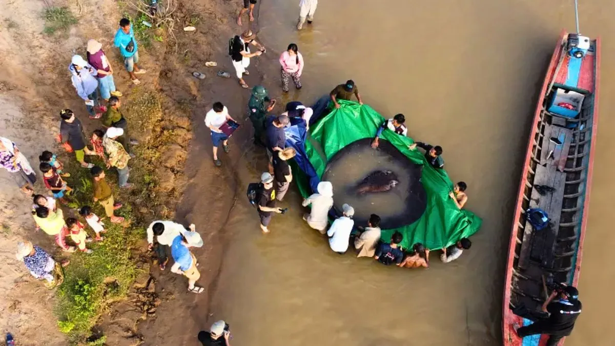 Ontdekking van de grootste zoetwatervis ter wereld in de Mekong